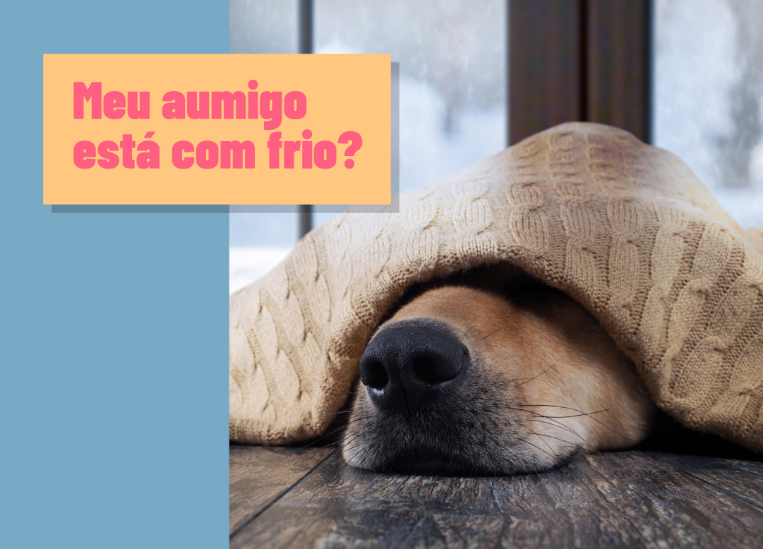 Cachorro sente frio